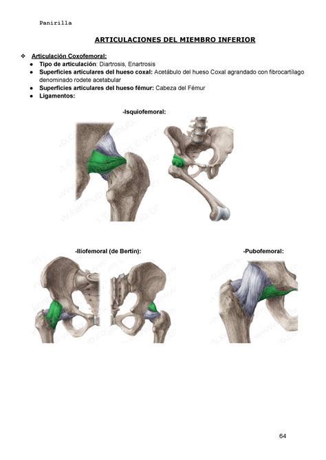 Articulaciones Miembro Inferior ARTICULACIONES DEL MIEMBRO INFERIOR