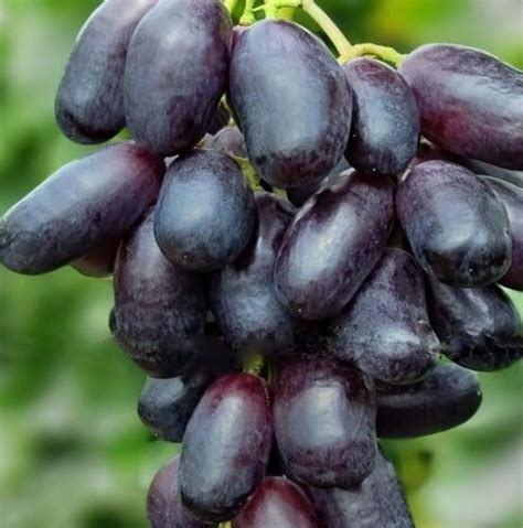 Купить саженцы Виноград Графиня в Крыму - Наш Сад