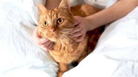 Чем можно дома помочь коту у которого сильно поднялась температура