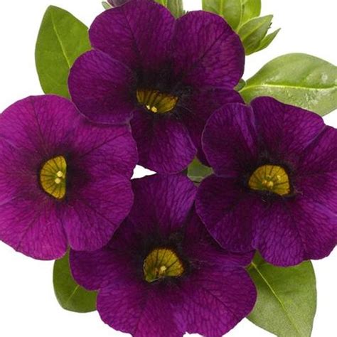 Multicolor Calibrachoa Kabloom Flower Seeds - Purple in 2022 | Flower ...