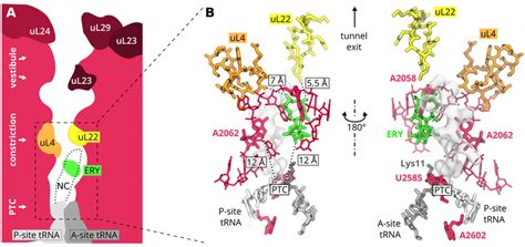 A Scheme Of The Ribosome Exit Tunnel With Several Proteins