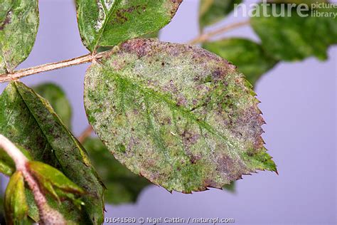 Stock Photo Of Powdery Mildew Podosphaera Pannosa Fungal Disease On