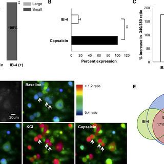 Identification Of The DRG Neuron Population Responsive To Lyso Gb3 A