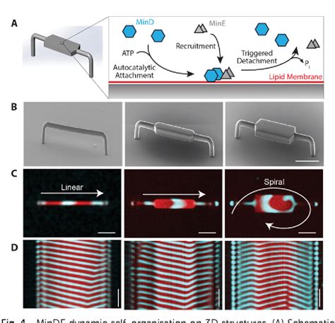 Figure 1 From Membrane Coated 3d Architectures For Bottom Up Synthetic