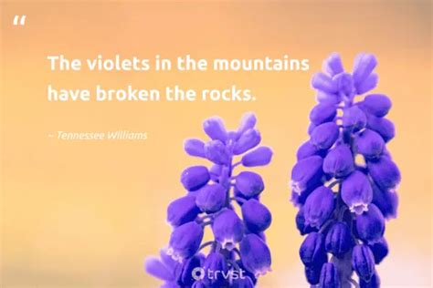 30 Violet Quotes Inspiring Lovely Blossoms