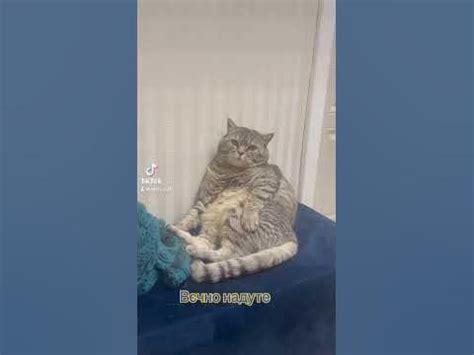 Настрій кота #вєчнонадуте #вєчнонедовольне #котики - YouTube