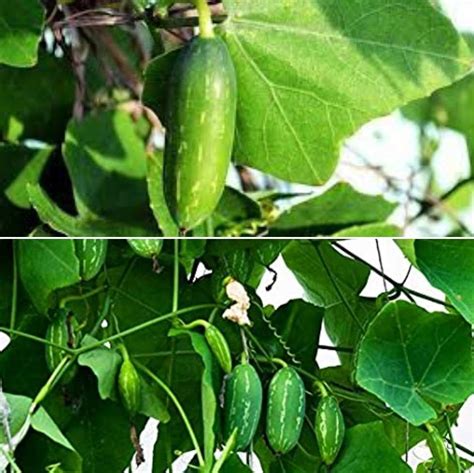 Growing Ivy Gourd In Backyard At Home Kovakkai Gardening Tips