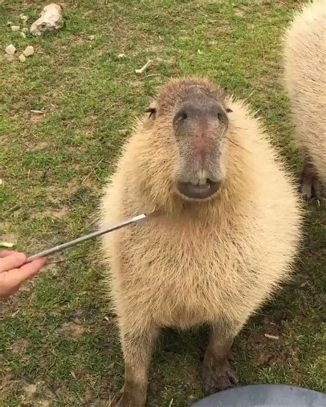 GESUGAOCLOPEDIA MIHO On Twitter RT CAPYBARA MAN Happybara