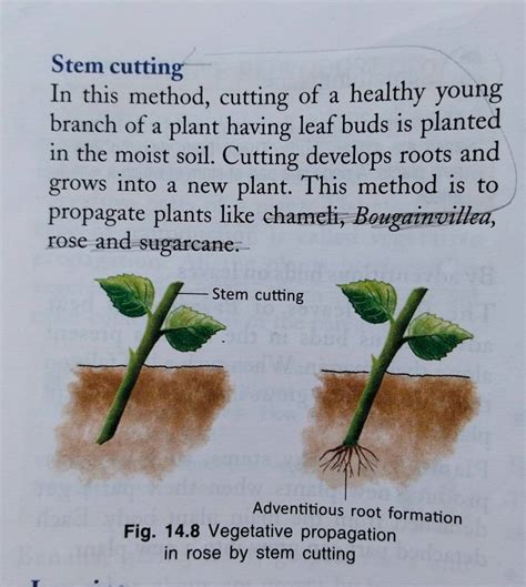 Stem cuttingIn this method, cutting of a healthy young branch of a plant..