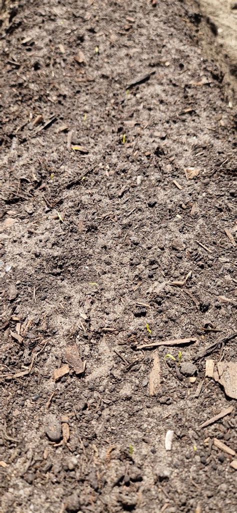 Joost Rijk On Twitter Klein Demo Tje Peen Onder Compost Zaaien