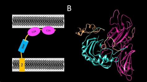 Protein Domains And D Structure Of A Canonical Synaptotagmin In