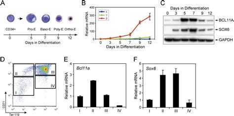 Transcriptional silencing of γ globin by BCL11A involves long range