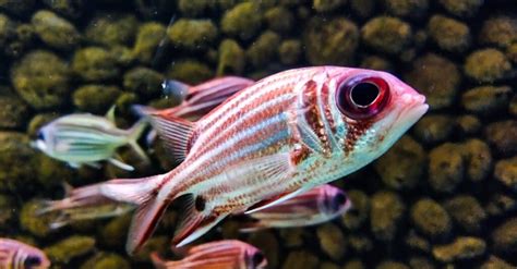 Squirrelfish