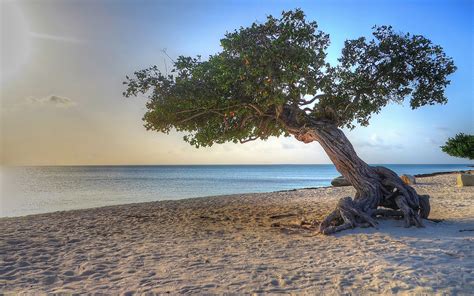 Wallpaper Sunlight Trees Sea Nature Shore Beach Coast Wind