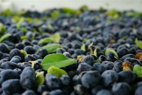 How The Haskap Berry Survives Arctic Temperatures Modern Farmer