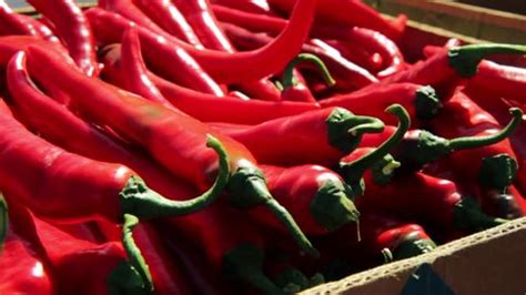 Red Chili Pepper Red Pepper Harvest Stock Footage Video (100% Royalty ...