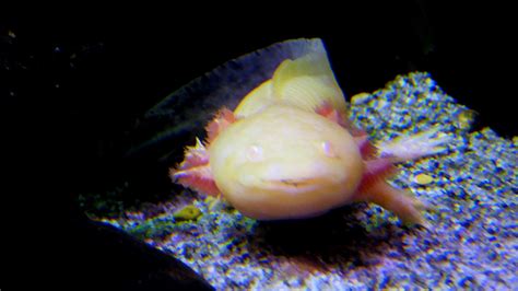 Rome Zoo Axolotl Damian Entwistle Flickr