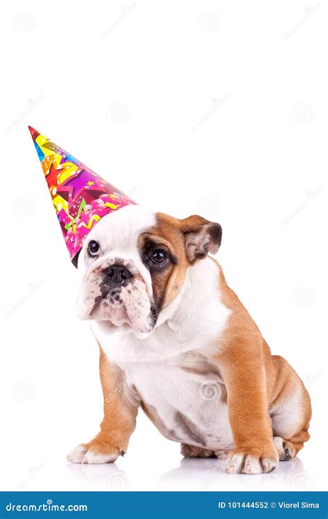 English Bulldog Puppy With A Party Hat Stock Photo Image Of Bulldog