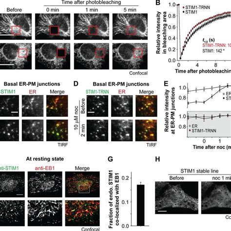 Model STIM1EB1 Interaction Regulates STIM1 Translocation To ERPM