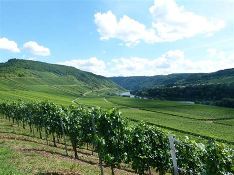 Les chiffres clés de la viticulture en 2020 Coordination Rurale CR