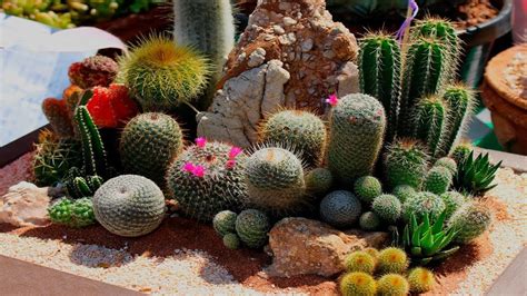 100 Diferentes Tipos De Cactus Con Sus Nombres Tal Vez Encuentres Tu