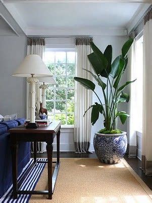 Grow Strelitzia Nicolai In A Large Pot In The Entry Hall Foyer