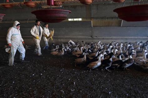 法國一家養殖場出現h5n8禽流感疫情 6000只鴨感染