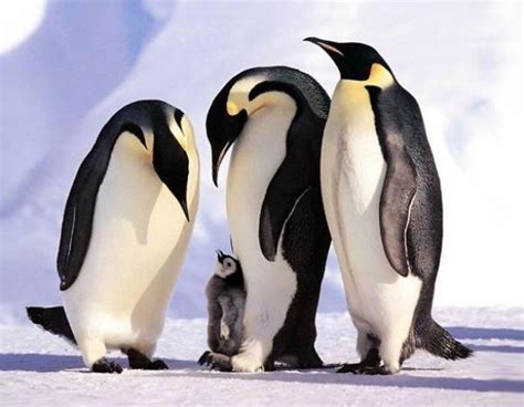 The Cutest Animal Families Captured In Photographs