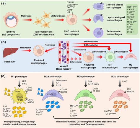 Origin And Classification Of Macrophages A Monocytes Derived From