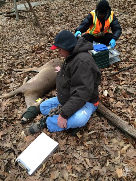 Slow Start For Ny Town Using Birth Control On Deer