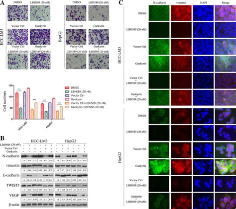 Lbh589 Inhibits Invasive Potential Of Hcc Cells In Vitro A Cell Download Scientific Diagram