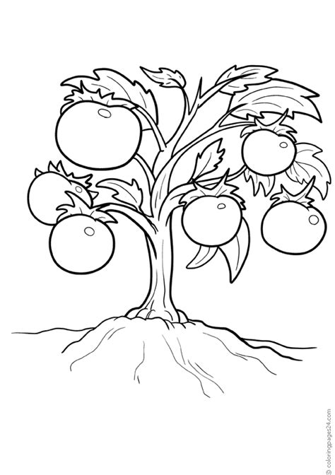 A Plant With Tomatoes Coloring Pages 24