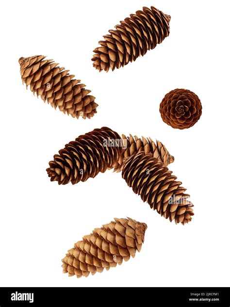 Falling Pine Cone Isolated On White Background Clipping Path Full