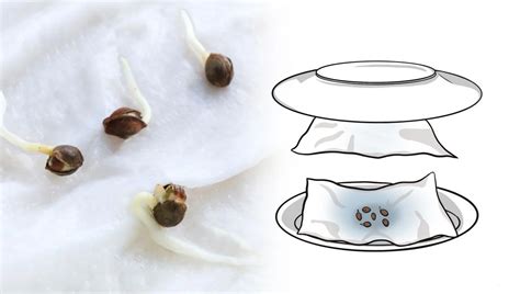 The Must Know Guide To Germinating Seeds With Paper Towels