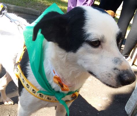 Feirinha De Ado O De Animais No Parque Infantil Acontece Neste S Bado