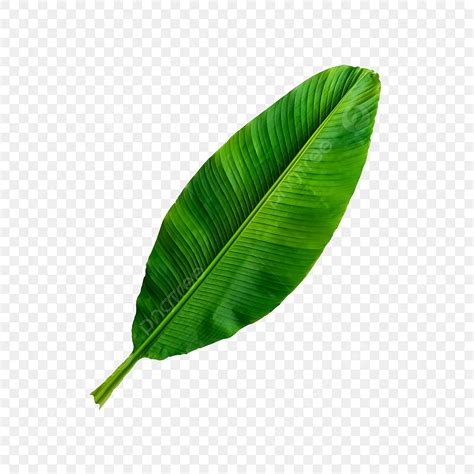 Tropical Palm Leaves PNG Picture Tropical Palm Leaves Palm Leaves