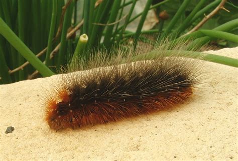 More On Hairy Caterpillars | Fleet Pond Society