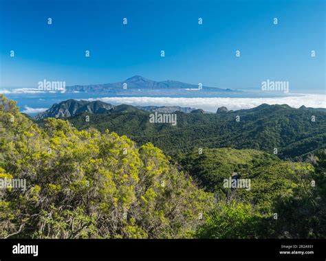 Blick auf Insel Teneriffa und Pico del Teide über den Wald und