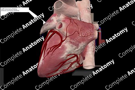 Left Coronary Artery | Complete Anatomy