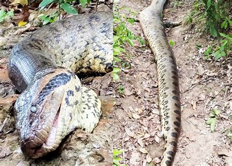 Sucuri Famosa De Quase Sete Metros Encontrada Morta Em Rio Formoso