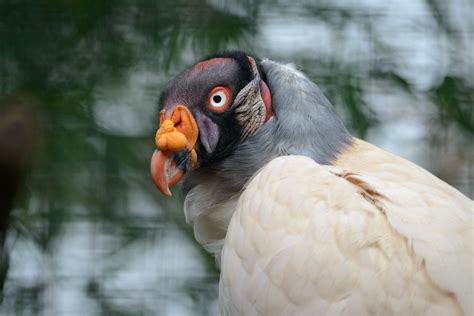 King Vulture Eric Kilby Flickr