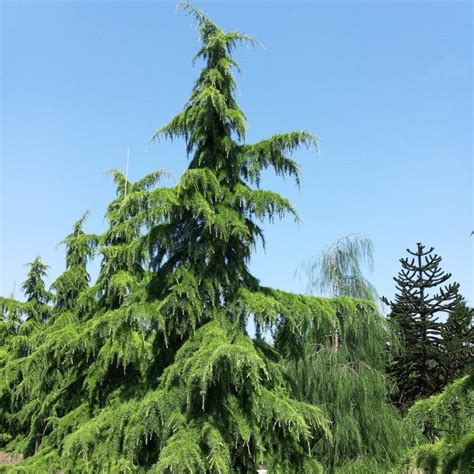 Cedrus Deodara