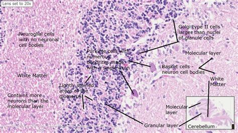 30 best Histology - Cerebellum images on Pinterest | Anatomy, Anatomy ...