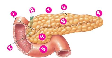 Pancreatic Anatomy Flashcards Quizlet