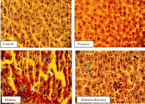 Histological Analysis Of Liver Tissues Sections In Each Group Download Scientific Diagram