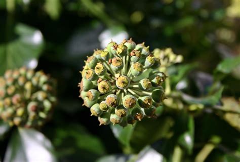 Fotos gratis árbol naturaleza hoja florecer comida verde