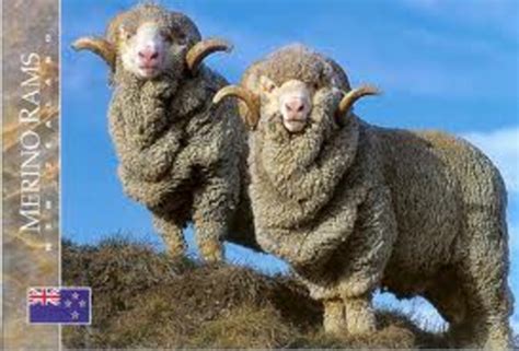 Sheep Breeds Flashcards Quizlet