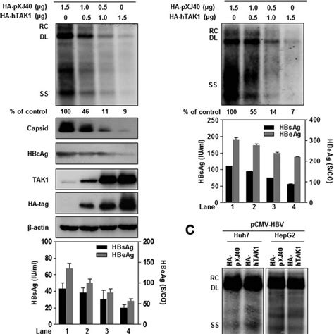 Overexpression Of TAK1 Inhibits HBV Replication And Gene Expression In