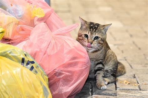 Adhadhu Cat Shelter To Be Built In Farukolhufushi