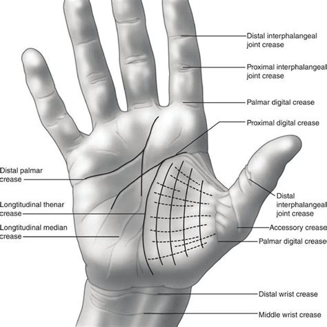 1 Palmar Creases Of The Hand And Wrist Download Scientific Diagram